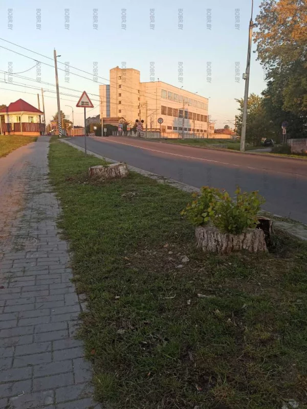 Было два нормальных дерева, которые ничему не мешали, стало - два пня