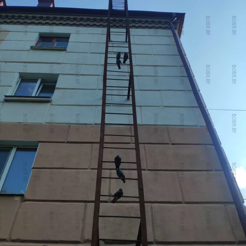Иерархия среди голубей