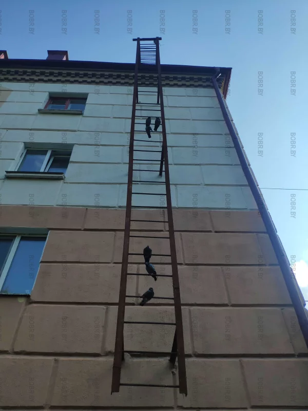 Иерархия среди голубей