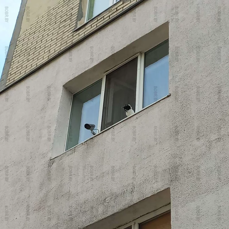 Котонаблюдение