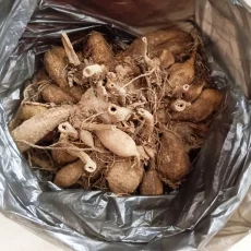 Клубни георгинов, герани