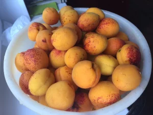 Вишни, сливы, абрикосы