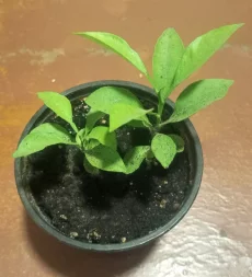 Саженцы лимона