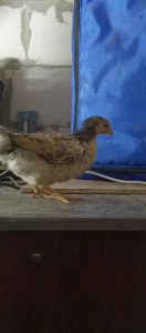 Месячных цыплят смешанных мясояичных пород