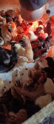 Суточных цыплят