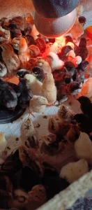 Суточных цыплят