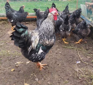 Инкубационное яйцо кур породы Барневельдер серебро