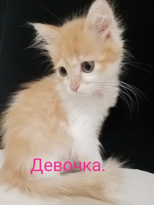 Маленькая кошечка