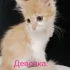 Маленькая кошечка