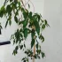 Фикус бенджамина с горшком