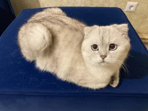 Потерялся кот