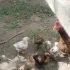 Цыплята