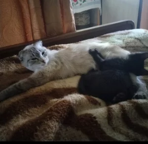 Отдам даром шотланку