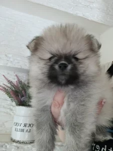 Щенки шпица