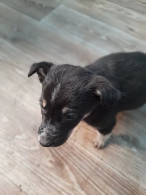 Отдам щенков в хорошие руки!