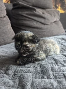 Котята шотландцы