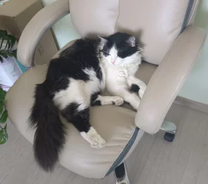 Пропал кот