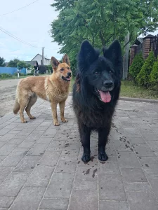 Собака