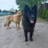 Собака