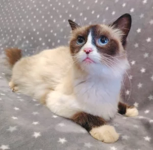 Кошечка ищет дом