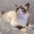Кошечка ищет дом