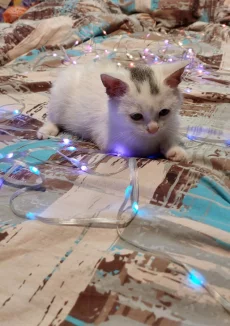 Маленький котенок ищет заботливую семью