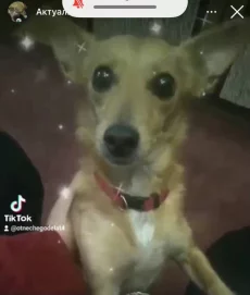 Нужен срочно дом
