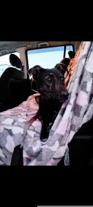 Девочка щенок