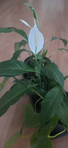 Комнатное растение- Спатифиллум