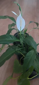 Комнатное растение- Спатифиллум