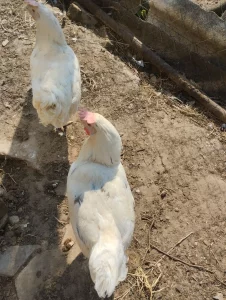 Куры несушки