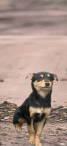 Собачки, щенки в хорошие руки