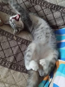 Ласковая кошечка котенок