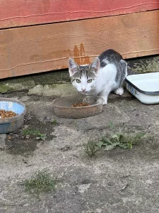 Сиротки ищут дом