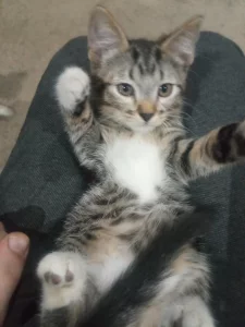 Котята ищут дом