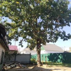 Дуб на корню (бесплатно)