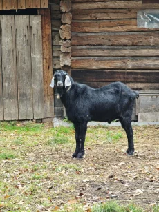 Шикарный козел на племя