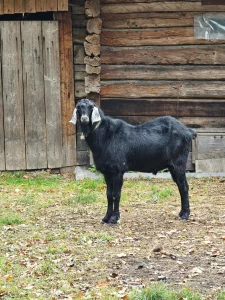 Шикарный козел на племя