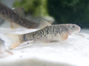 Рыбок Гарра руфа