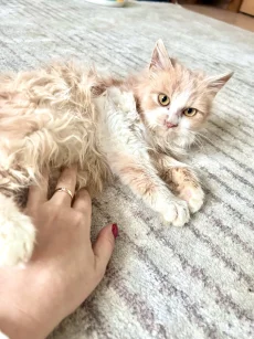 Ласковая девочка-подросток в хорошие руки