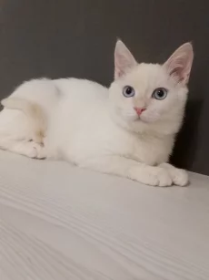 Белоснежный котик