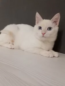 Белоснежный котик
