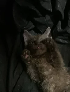 Отдам котят бесплатно