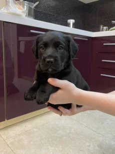 Щенки Кокер спаниель