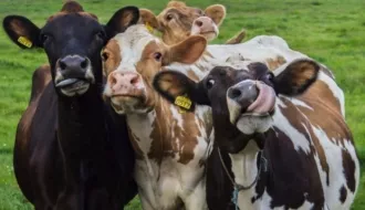 Как идет зимовка, в чем причина падежа КРС. Выяснилось, что данная проблема больше всего коснулась трех районов - это Бобруйский, Глусский и Шкловский