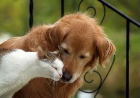 Бобруйские зоозащитники, возрадуйтесь: в Беларуси ввели штрафы за выбрасывание и жестокое обращение с домашними животными