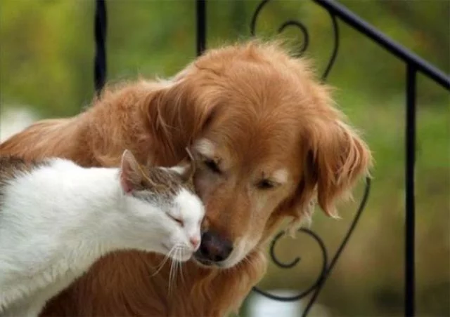 Бобруйские зоозащитники, возрадуйтесь: в Беларуси ввели штрафы за выбрасывание и жестокое обращение с домашними животными