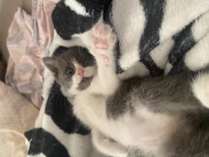 Отдам котенка в добрые руки