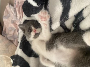 Отдам котенка в добрые руки