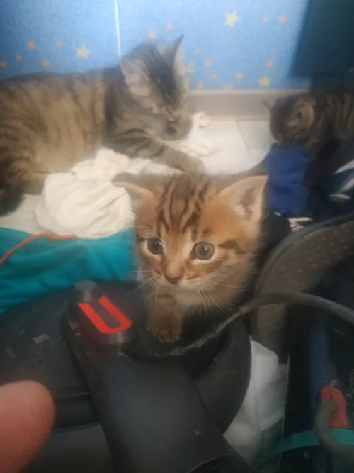 Котики